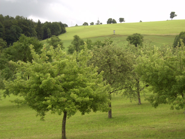 Obstgarten Biobauernhof Mörwald