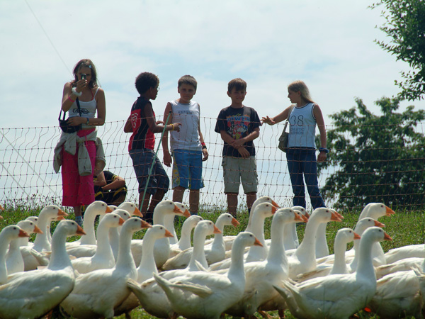 Kinder am Biobauernhof Mörwald